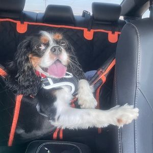 Meet your Posher, Laurel